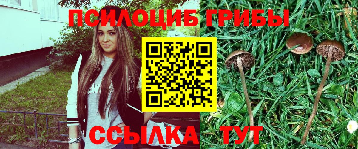 Галлюциногенные грибы Cubensis  как найти закладки  Ревда 